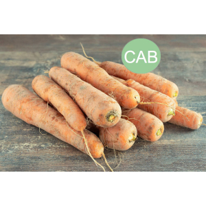Carottes de sable bio