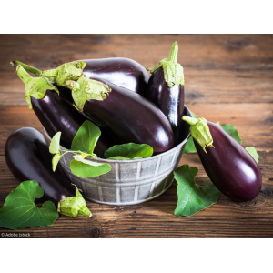 Aubergine noire bio