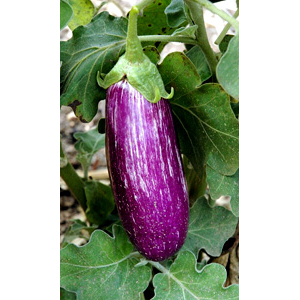 Aubergine violette tigrée bio