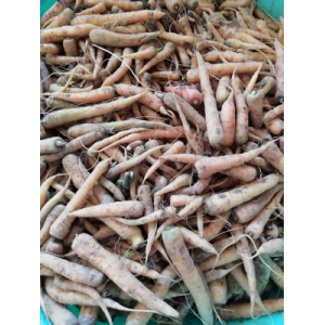 Carottes jaunes 1 kg