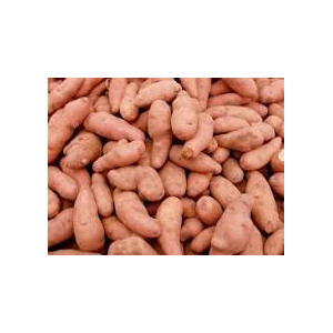 Pdt corne de gatte bio