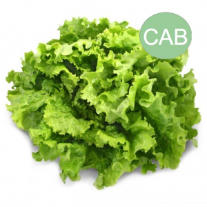 Salade batavia bio