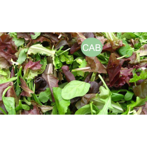 Mélange de salade, bio
