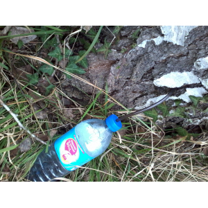 Sève de bouleau fraîche