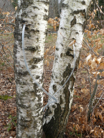 Sève de bouleau fraiche