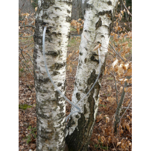 Sève de bouleau fraiche