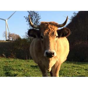 Box 'rouge carmin' (boeuf)