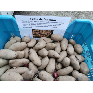 Plant de pdt belle de fontenay