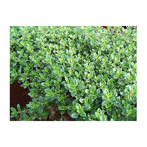 Plant de thym citron  : aromatique-