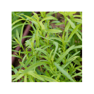 Plant d'estragon : aromatique