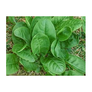 Plant d'oseille : aromatique