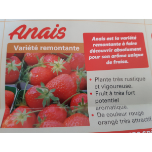 Plants de fraisiers anais par 10