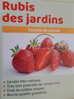 Plants de fraisiers rubis des j /10