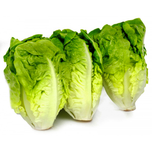 Plant salade sucrine