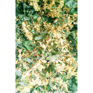 Tisane ouille, ça rouille