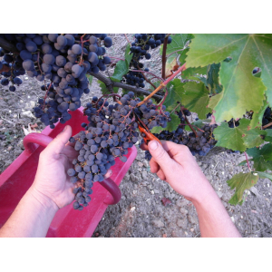 Vinibag de 5 l côtes de bordeaux ro