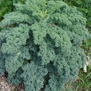 Chou kale vert plant