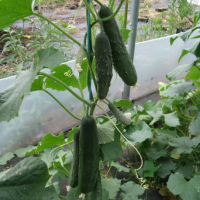 Concombre vert plant