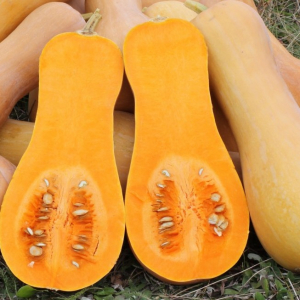 Butternut plant