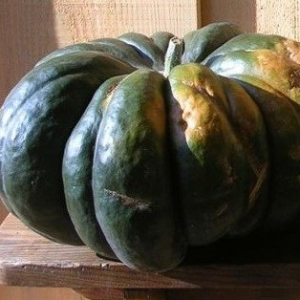 Courge musquée de provence plant