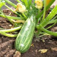 Courgette d'italie plant