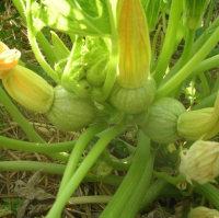 Courgette ronde de nice plant
