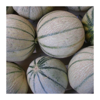 Melon charentais plant