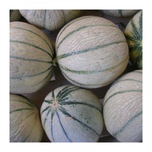 Melon charentais plant