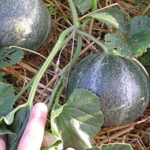 Melon petit gris de rennes plant