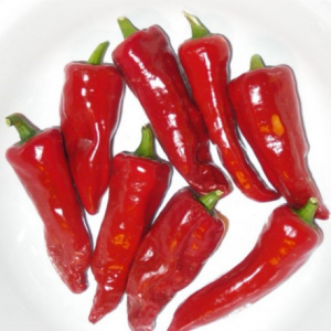 Piment d'espelette ou gorria plant