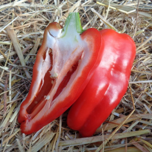 Poivron carré doux d'espagne plant (mi-précoc