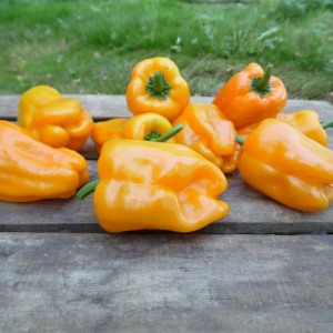 Poivron petit marseillais plant (mi-précoce)