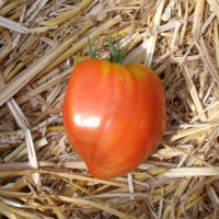 Tomate cœur de bœuf plant (mi-précoce)