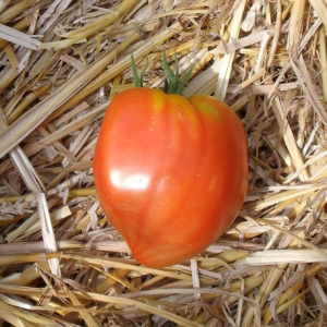 Tomate cœur de bœuf plant (mi-précoce)