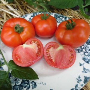 Tomate merveille des marchés plant (mi-précoc