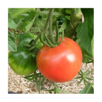 Tomate saint pierre plant (mi-précoce)