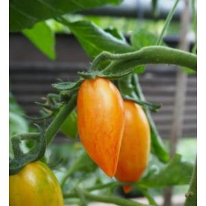 Tomate 'apéro' blush tiger plant (mi-précoce)