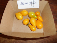Tomate 'apéro' poire jaune plant (mi-précoce)