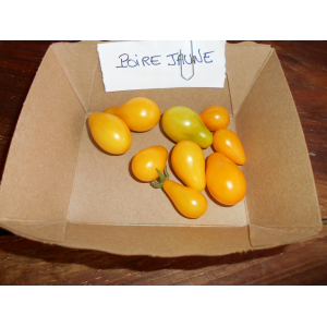 Tomate 'apéro' poire jaune plant (mi-précoce)