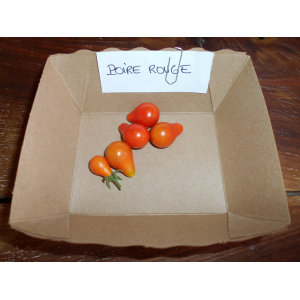 Tomate 'apéro' poire rouge plant (précoce)