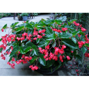 Bégonia dragon rose