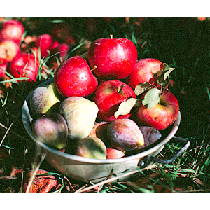 Pâtes de fruits aux figues bio