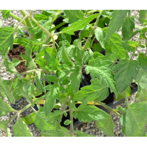 Plant tomate saint pierre