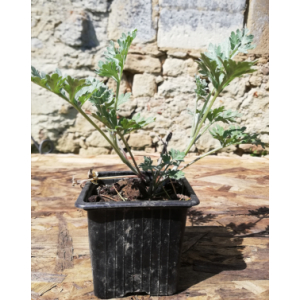 Absinthe (artemisia absinthium l.)