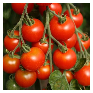 Tomate cerise zuckertraube