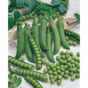 Semence petit pois nain ridé kelved