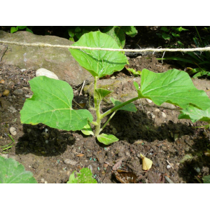 Plant courge musquee