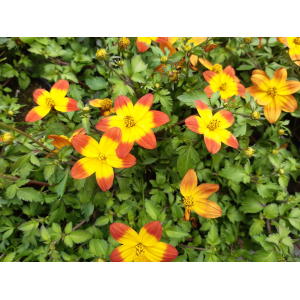 Bidens brazing glory