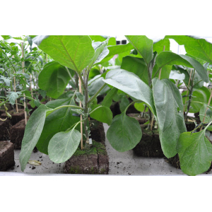 Plant aubergine longue greffee