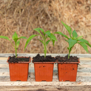 Plant poivron corne de taureau